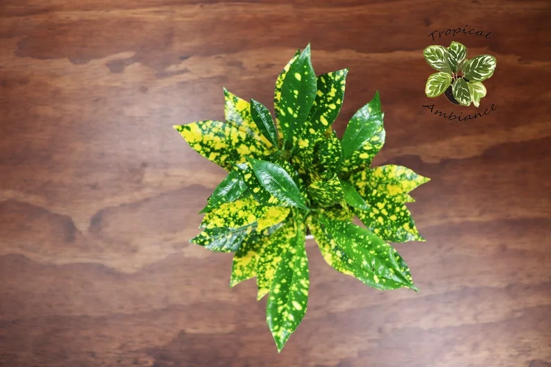 Gold Dust Croton Plant 4'' Potted Tropical Foliage