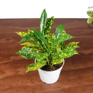 Gold Dust Croton Plant 4'' Potted Tropical Foliage