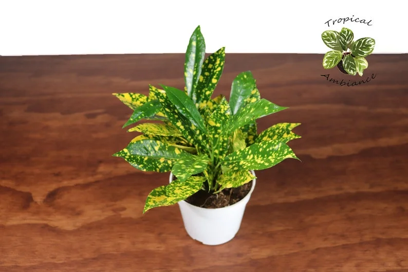 Gold Dust Croton Plant 4'' Potted Tropical Foliage