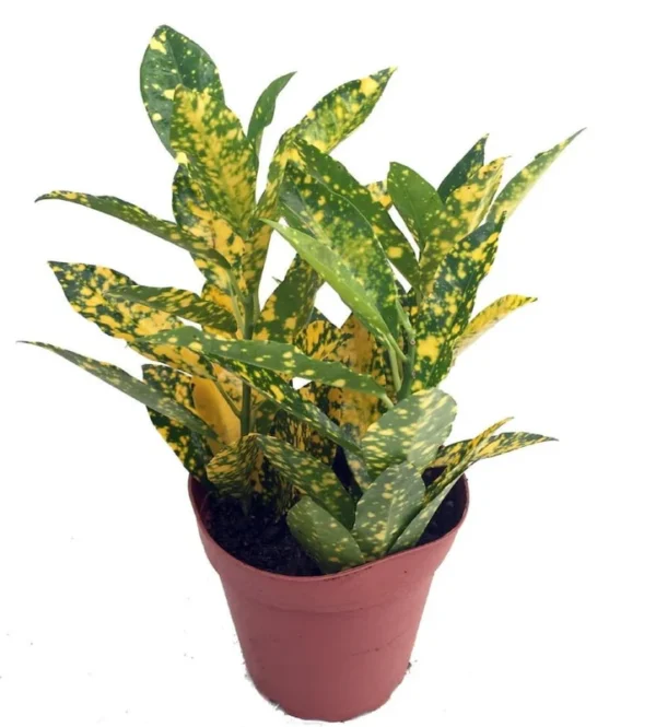 Gold Dust Croton Plant - Indoor Houseplant - 6" Pot - Vibrant Foliage