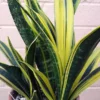 Gold Flame Sansevieria Snake Plant - Indoor Air-Purifying Plant - 4" Pot