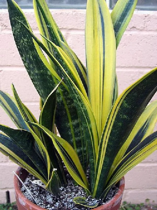 Gold Flame Sansevieria Snake Plant - Indoor Air-Purifying Plant - 4" Pot