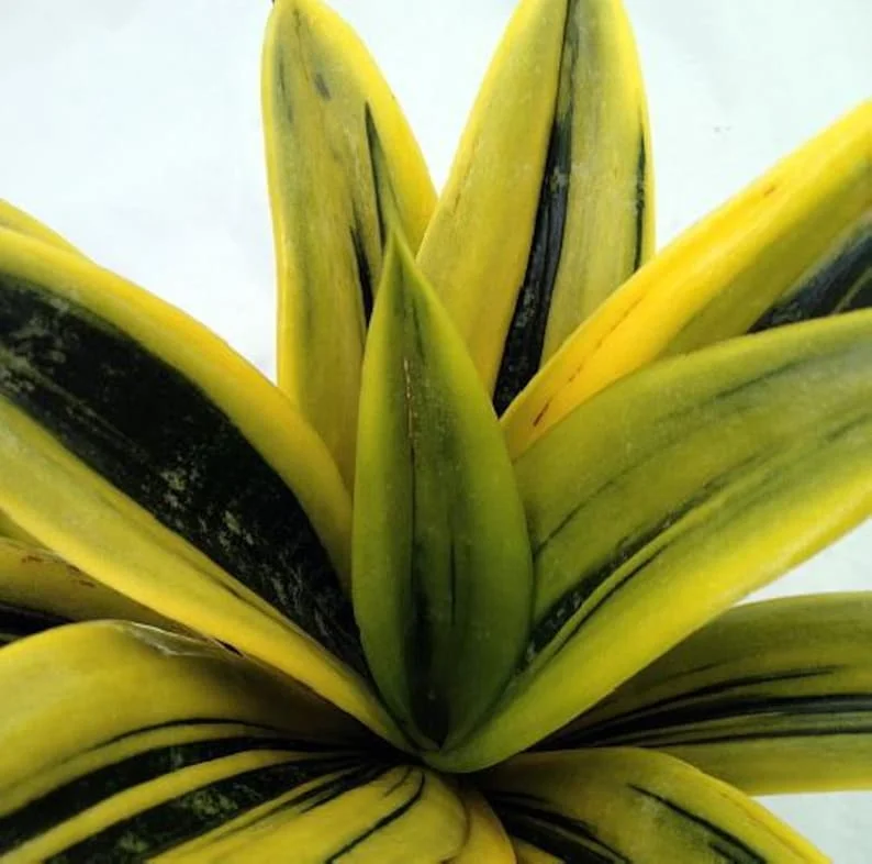 Gold Flame Sansevieria Snake Plant - Indoor Air-Purifying Plant - 4" Pot