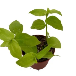 Gold Wing Tradescantia - Easy-Care Vining Houseplant - 2.5 Inch Pot