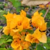 Gold Yellow Bougainvillea Live Plant 4" Pot Paper Flower 7-10 Inches Tall