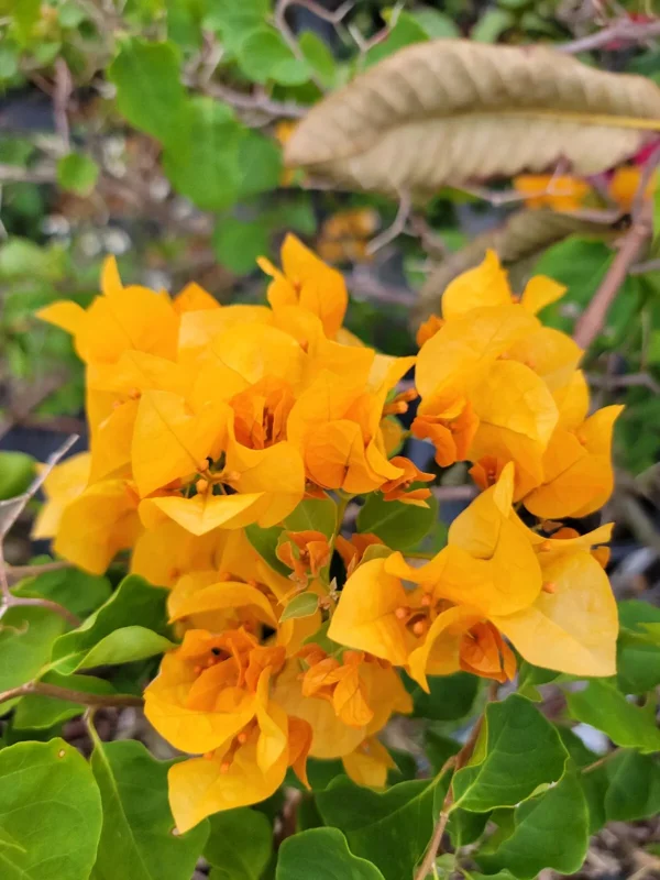 Gold Yellow Bougainvillea Live Plant 4" Pot Paper Flower 7-10 Inches Tall