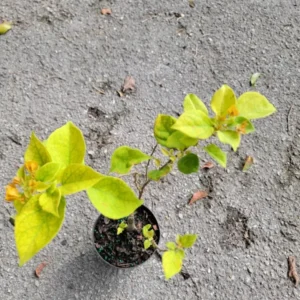 Gold Yellow Bougainvillea Live Plant 4