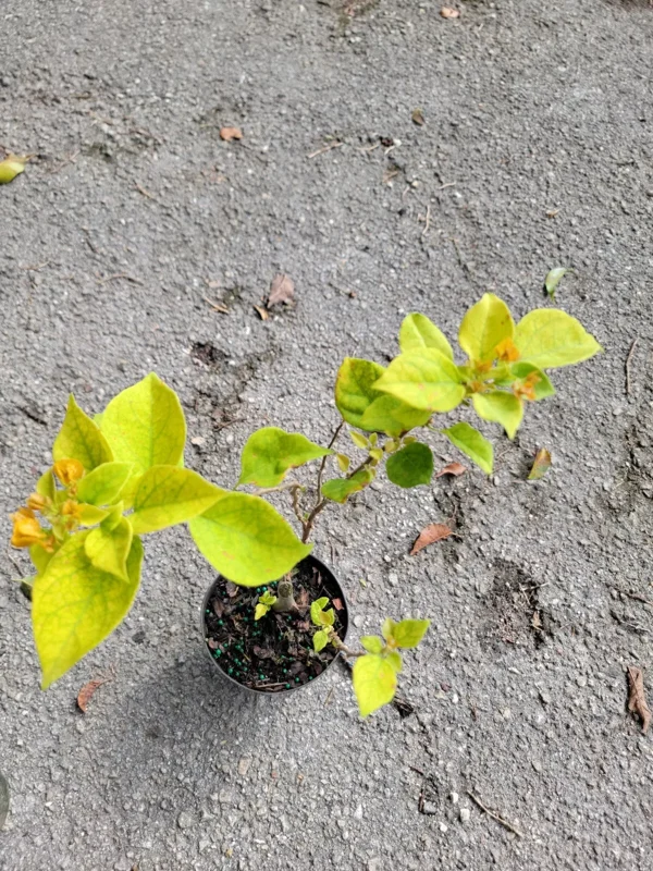 Gold Yellow Bougainvillea Live Plant 4" Pot Paper Flower 7-10 Inches Tall
