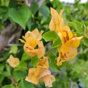 Gold Yellow Bougainvillea Live Plant 4