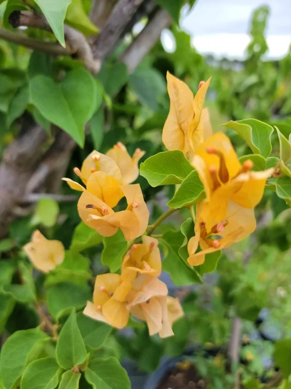 Gold Yellow Bougainvillea Live Plant 4" Pot Paper Flower 7-10 Inches Tall