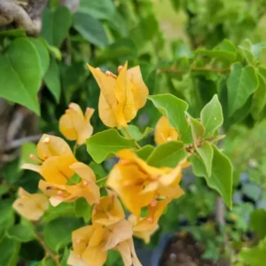 Gold Yellow Bougainvillea Live Plant 4