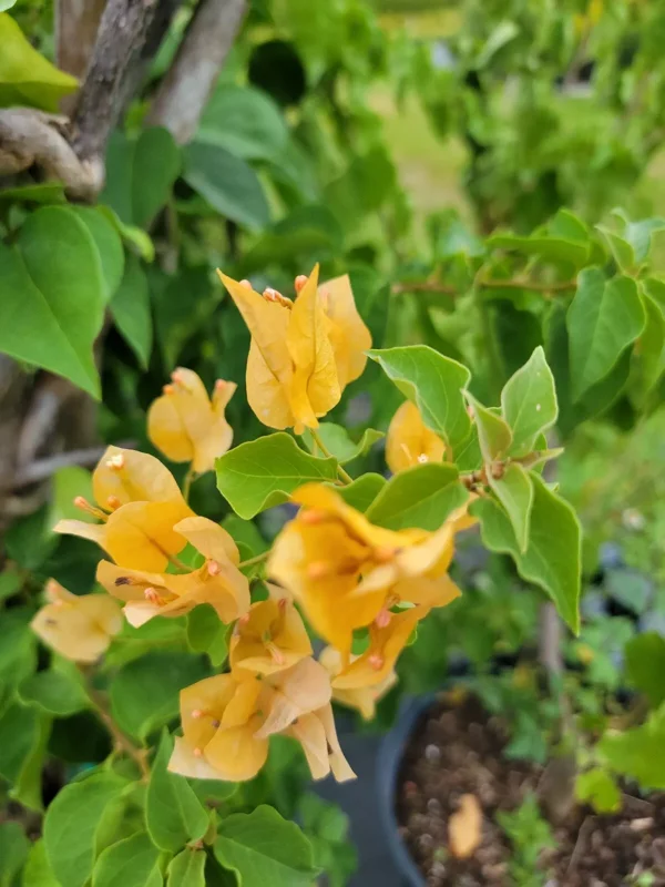 Gold Yellow Bougainvillea Live Plant 4" Pot Paper Flower 7-10 Inches Tall