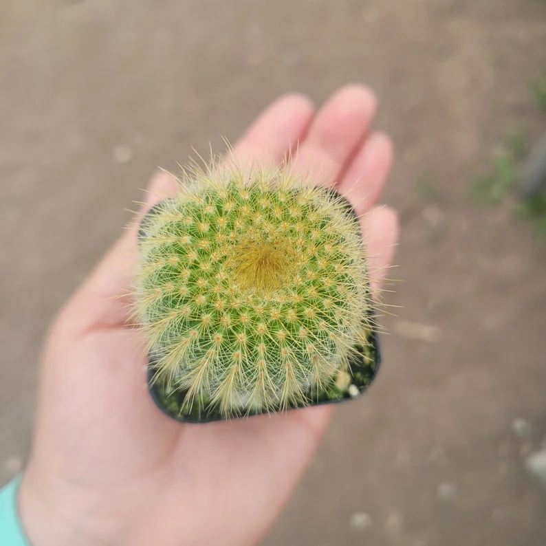 Golden Ball Cactus - 2in Pot - Parodia leninghausii - Low-Maintenance Plant