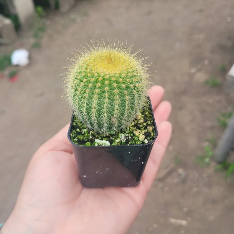Golden Ball Cactus - 2in Pot - Parodia leninghausii - Low-Maintenance Plant