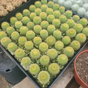 Golden Ball Cactus - 2in Pot - Parodia leninghausii - Low-Maintenance Plant