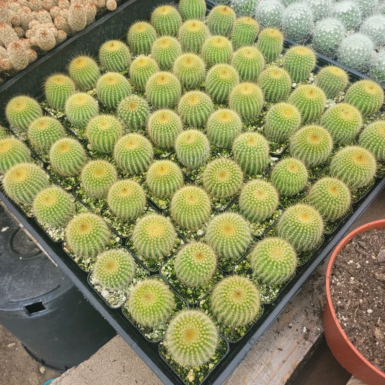 Golden Ball Cactus - 2in Pot - Parodia leninghausii - Low-Maintenance Plant