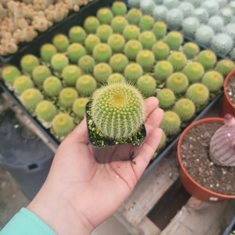 Golden Ball Cactus - 2in Pot - Parodia leninghausii - Low-Maintenance Plant