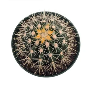 Golden Barrel Cactus Echinocactus grusonii - 6 Inch Pot Drought-Resistant Plant