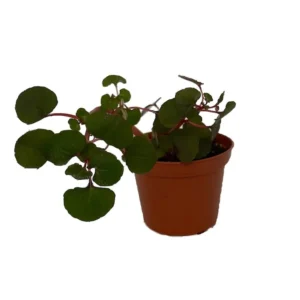 Golden Dragon Impatiens – Rare Tropical Vining House Plant 2.5