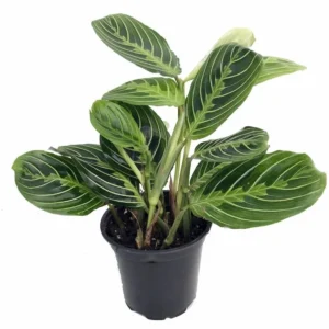 Golden Lemon Prayer Plant Maranta - 4 Inch Pot Indoor Collector Plant