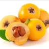 Golden Loquat Fruit Live Seedling Tree 8"Tall 4"Pot Japanese Plump Live Tree