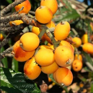 Golden Loquat Fruit Live Seedling Tree 8