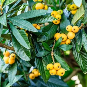 Golden Loquat Fruit Live Seedling Tree 8