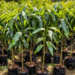 Golden Mango Tree Live Plant - Sweet Yellow Mangoes - Mangifera Indica Tree 1 to 1.5 Ft - Gallon Pot