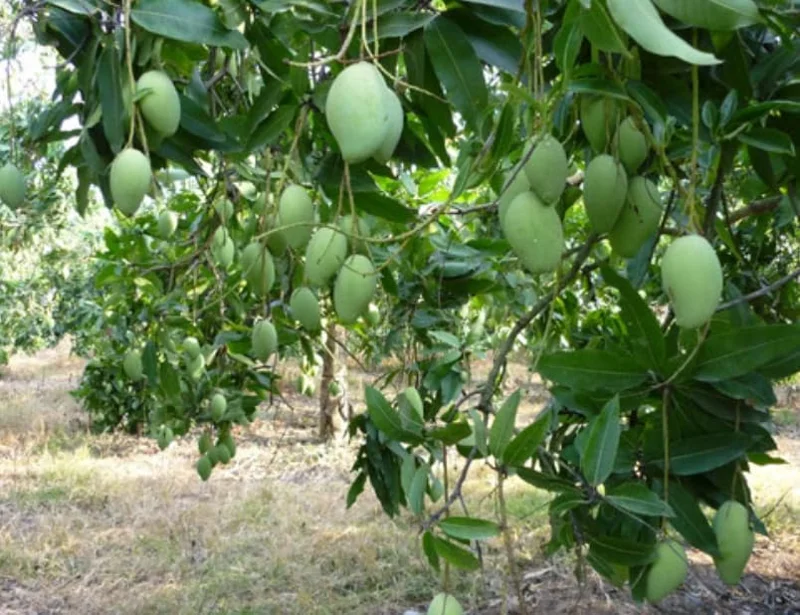 Golden Mango Tree Live Plant - Sweet Yellow Mangoes - Mangifera Indica Tree 1 to 1.5 Ft - Gallon Pot