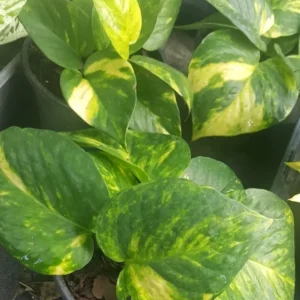 Golden Pothos Devil's Ivy - 4" Pot, Air-Purifying, Indoor & Outdoor