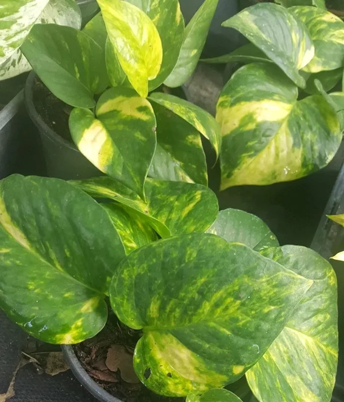 Golden Pothos Devil's Ivy - 4" Pot, Air-Purifying, Indoor & Outdoor