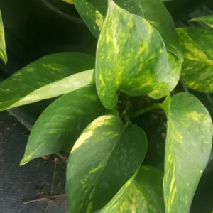 Golden Pothos Devil's Ivy - 4" Pot, Air-Purifying, Indoor & Outdoor