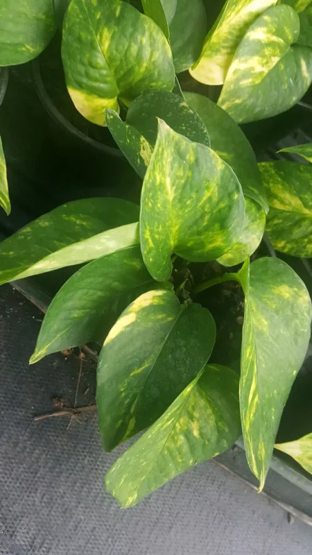 Golden Pothos Devil's Ivy - 4" Pot, Air-Purifying, Indoor & Outdoor