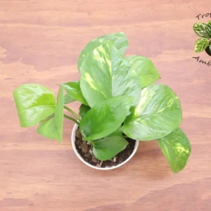 Golden Pothos Epipremnum Aureum Live Plant - 4 Inch Potted Indoor Plant