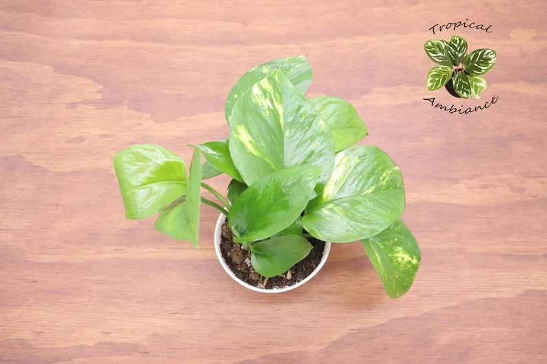 Golden Pothos Epipremnum Aureum Live Plant - 4 Inch Potted Indoor Plant
