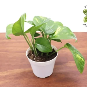 Golden Pothos Epipremnum Aureum Live Plant - 4 Inch Potted Indoor Plant