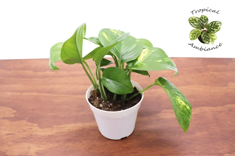 Golden Pothos Epipremnum Aureum Live Plant - 4 Inch Potted Indoor Plant