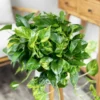 Golden Pothos Plant 6 inch Potted - Easy Care Indoor Trailing Vine