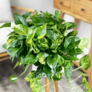 Golden Pothos Plant 6 inch Potted - Easy Care Indoor Trailing Vine