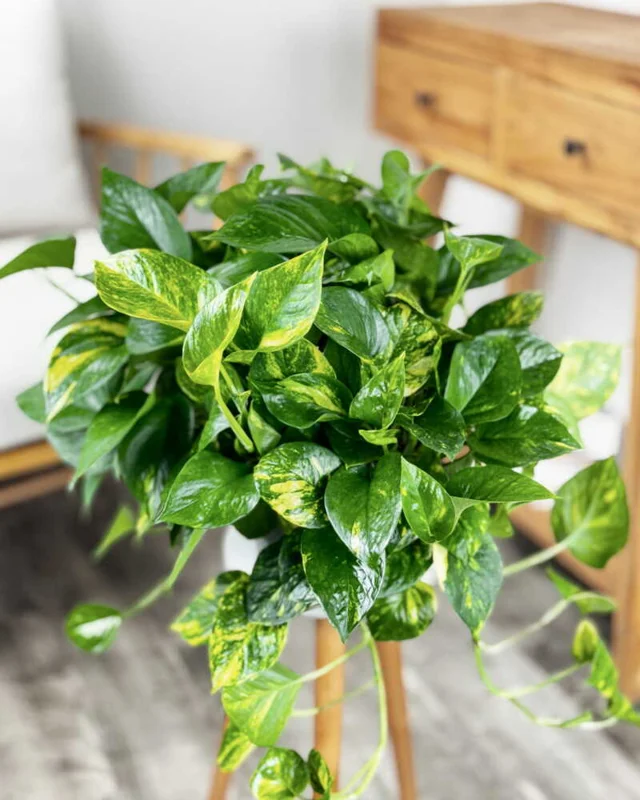 Golden Pothos Plant 6 inch Potted - Easy Care Indoor Trailing Vine