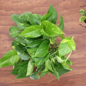 Golden Pothos Plant 6 inch Potted - Easy Care Indoor Trailing Vine