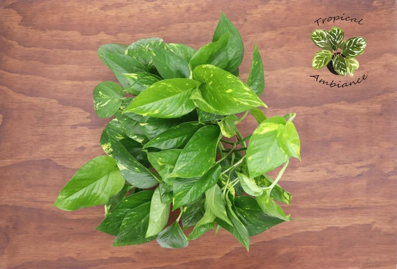 Golden Pothos Plant 6 inch Potted - Easy Care Indoor Trailing Vine