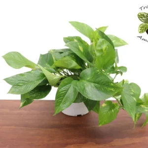 Golden Pothos Plant 6 inch Potted - Easy Care Indoor Trailing Vine