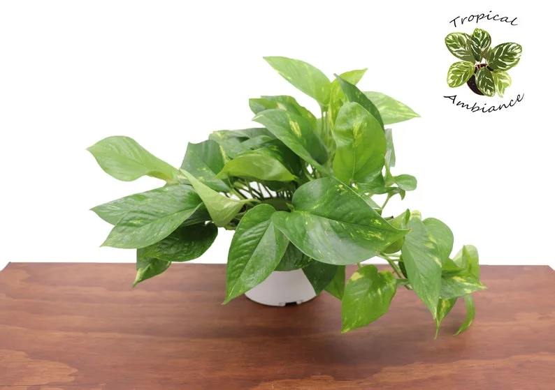 Golden Pothos Plant 6 inch Potted - Easy Care Indoor Trailing Vine