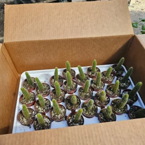 Golden Rattail Cactus - 2in Pot - Trailing Cleistocactus Winteri