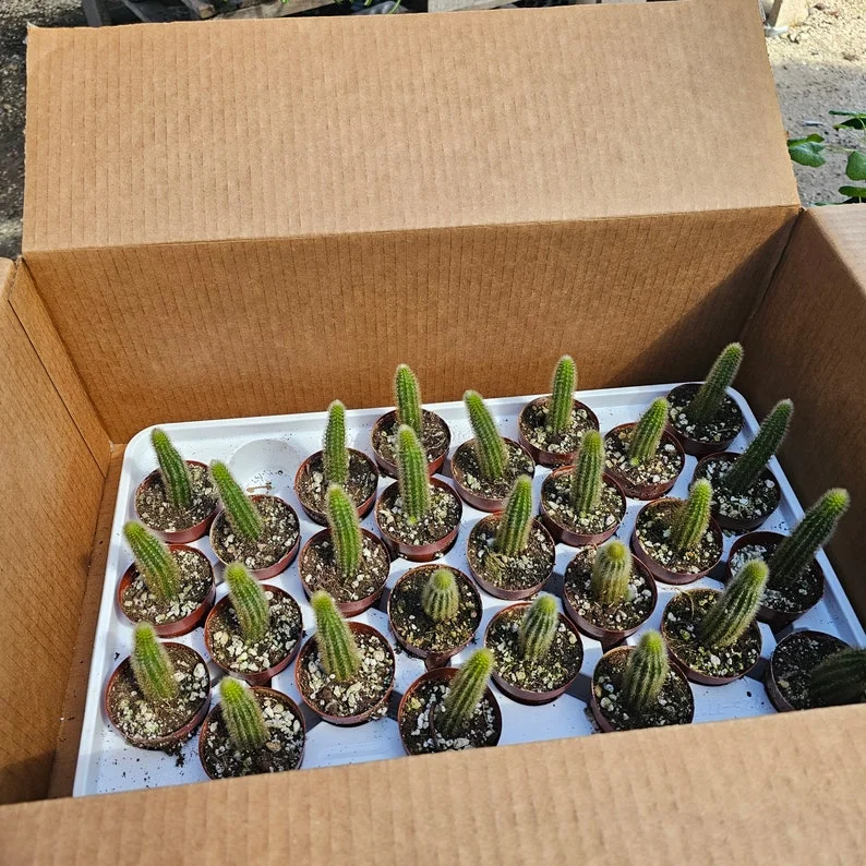 Golden Rattail Cactus - 2in Pot - Trailing Cleistocactus Winteri
