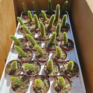 Golden Rattail Cactus - 2in Pot - Trailing Cleistocactus Winteri