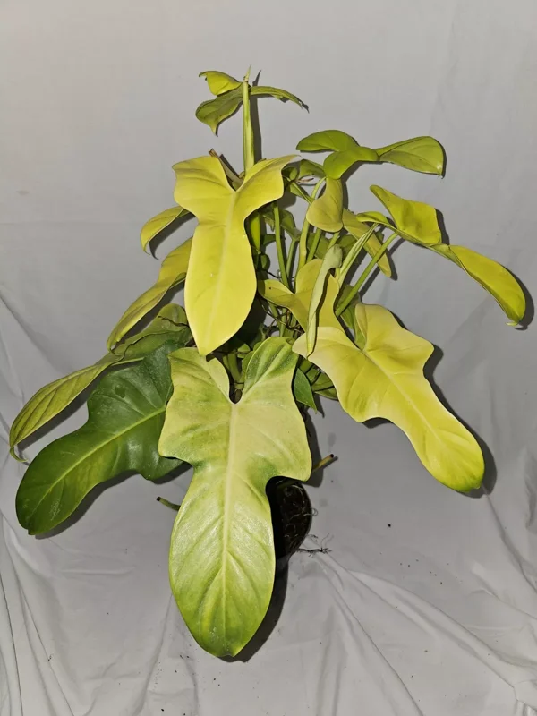 Golden Violin Philodendron Bipennifolium Aurea - 15-18” Live Plant - 4” Pot