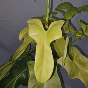 Golden Violin Philodendron Bipennifolium Aurea - 15-18” Live Plant - 4” Pot