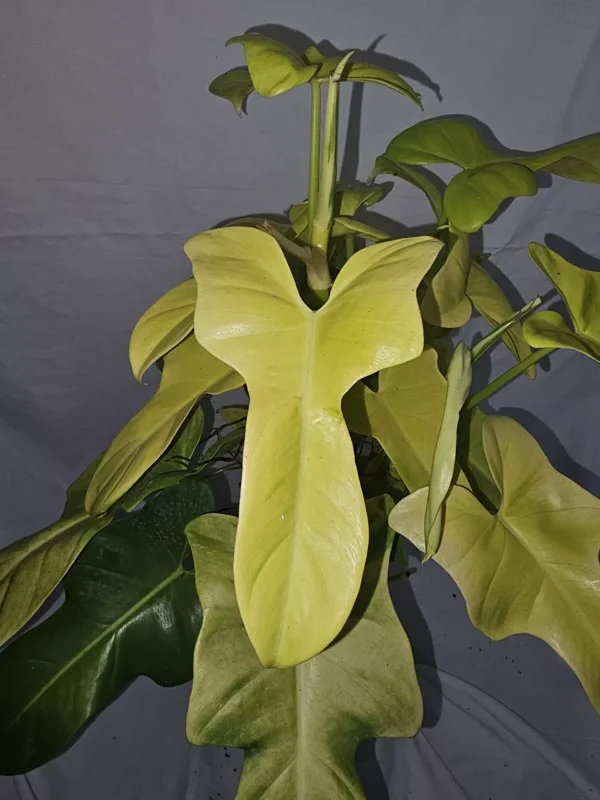 Golden Violin Philodendron Bipennifolium Aurea - 15-18” Live Plant - 4” Pot